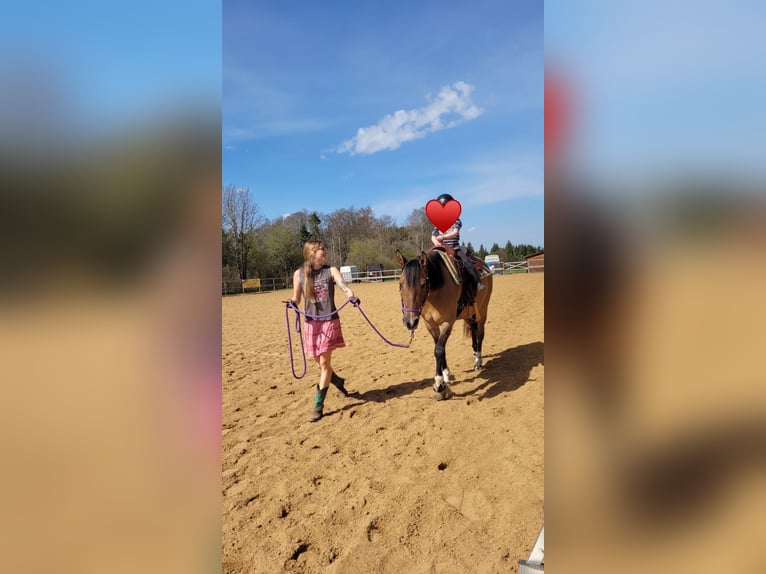 Criollo Wallach 13 Jahre 149 cm Falbe in Heimbuchenthal