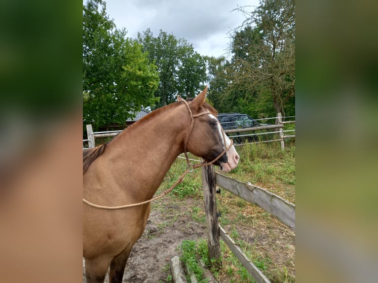 Criollo Wallach 14 Jahre 146 cm in Bad Bevensen