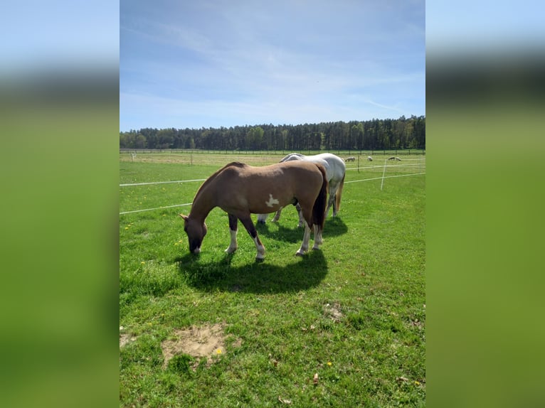 Criollo Wallach 14 Jahre 146 cm in Bad Bevensen