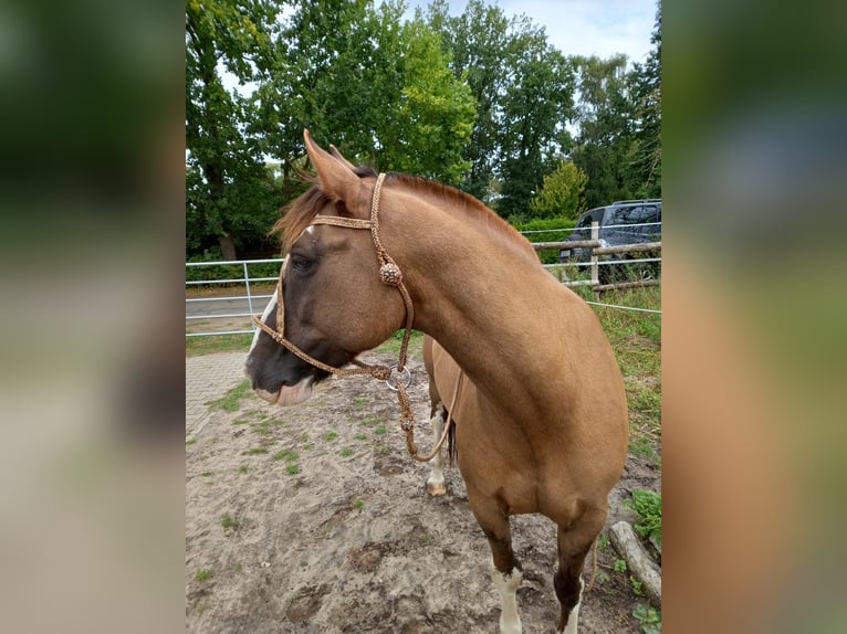 Criollo Wallach 14 Jahre 146 cm in Bad Bevensen