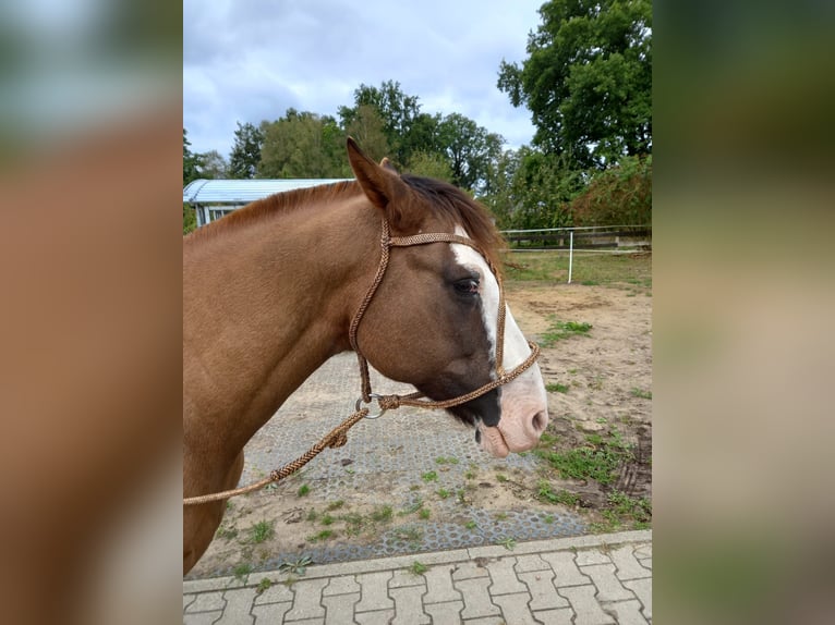 Criollo Wallach 14 Jahre 146 cm in Bad Bevensen