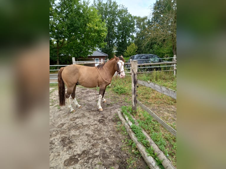 Criollo Wallach 14 Jahre 146 cm in Bad Bevensen