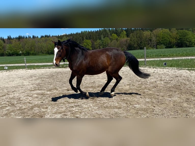 Criollo Wallach 14 Jahre 155 cm Brauner in Anzing