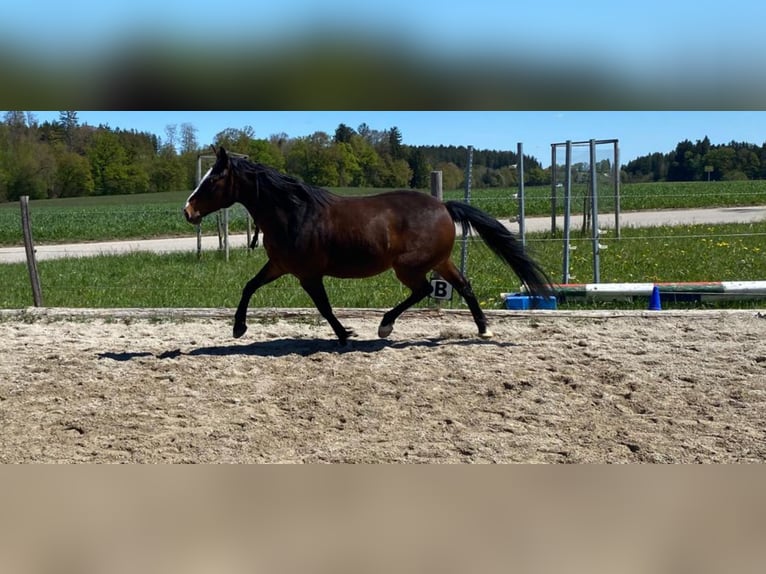 Criollo Mix Wallach 14 Jahre 155 cm Brauner in Vaterstetten