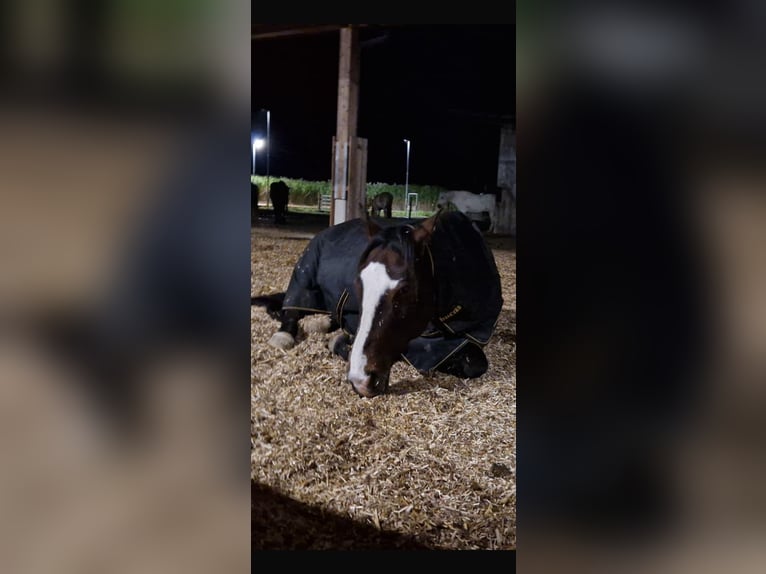 Criollo Wallach 14 Jahre 155 cm Brauner in Vaterstetten