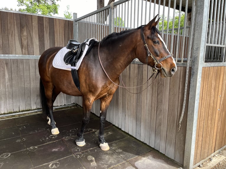 Criollo Mix Wallach 14 Jahre 155 cm Brauner in Vaterstetten