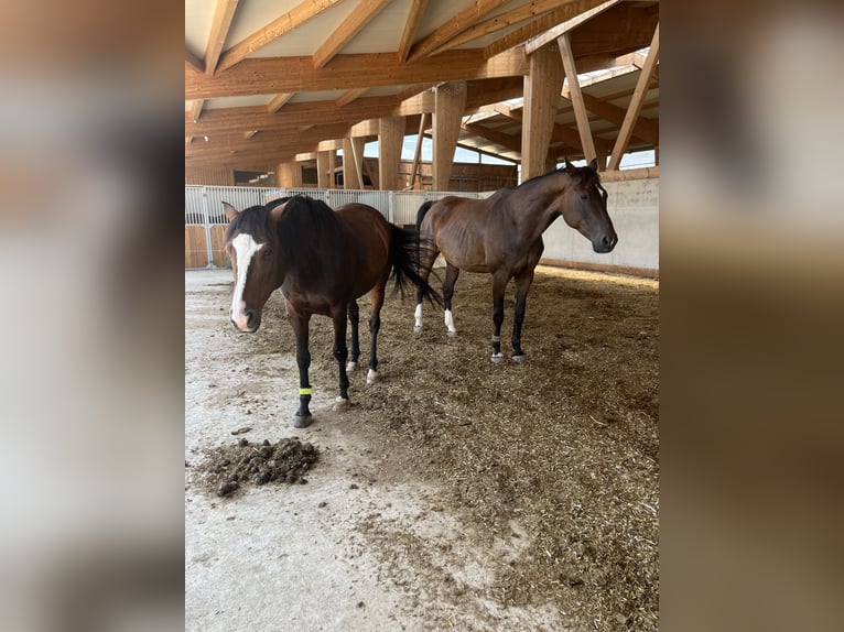 Criollo Wallach 14 Jahre 155 cm Brauner in Vaterstetten