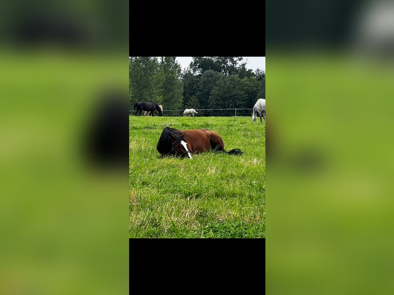 Criollo Wallach 14 Jahre 155 cm Brauner in Vaterstetten