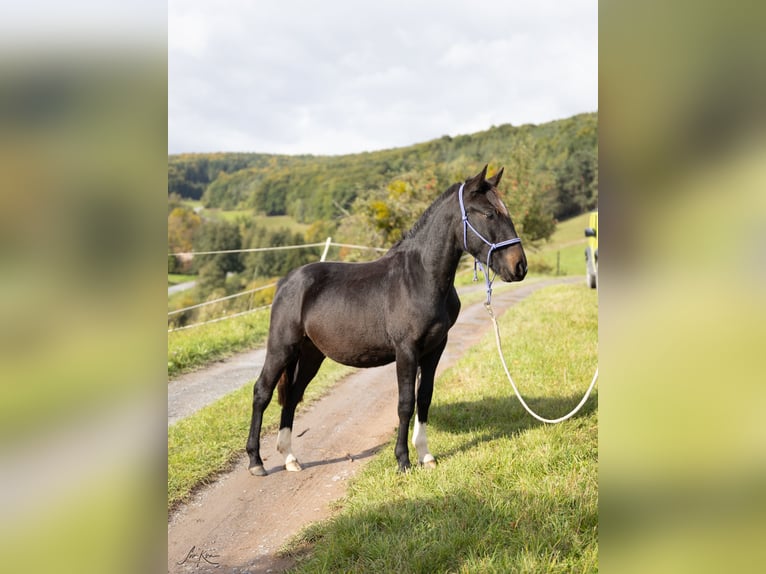 Criollo Wallach 1 Jahr 142 cm Schwarzbrauner in Heimbuchenthal