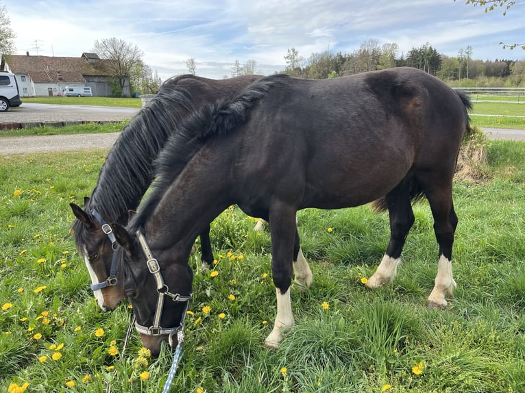 Criollo Wallach 2 Jahre 137 cm Schwarzbrauner in Jengen