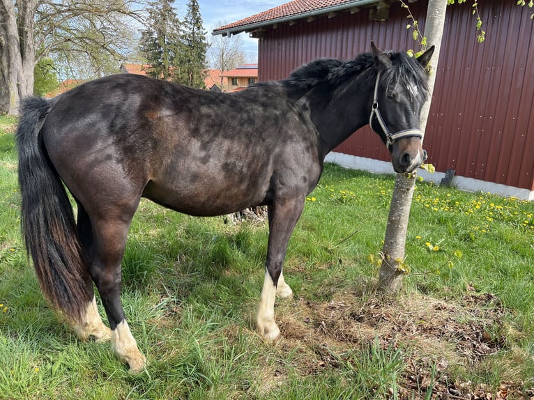 Criollo Wallach 2 Jahre 137 cm Schwarzbrauner in Jengen