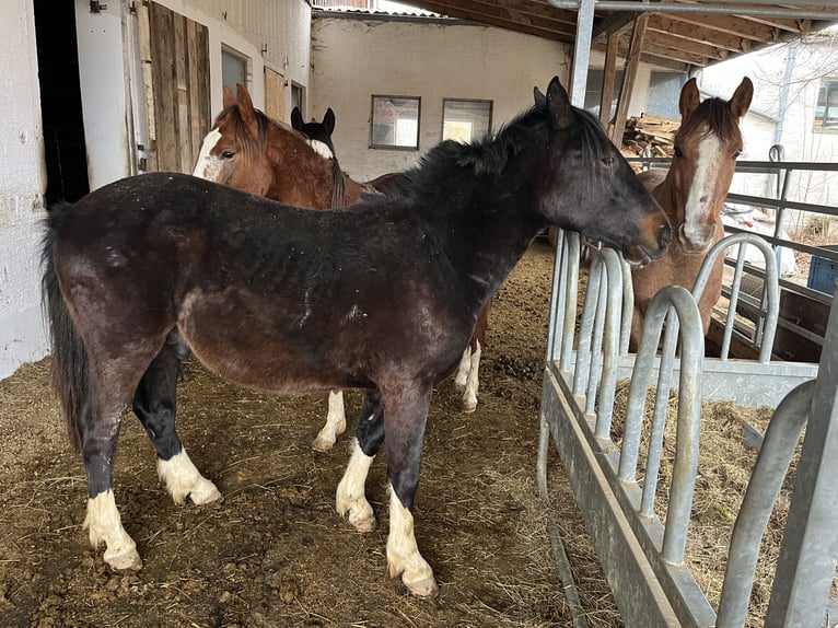 Criollo Wallach 2 Jahre 137 cm Schwarzbrauner in Jengen