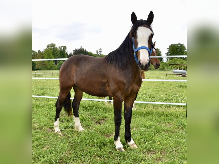 Criollo Wallach 2 Jahre 140 cm Dunkelbrauner in Jengen