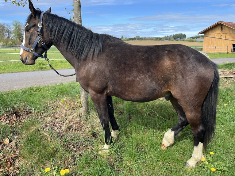 Criollo Wallach 2 Jahre 140 cm Dunkelbrauner in Jengen