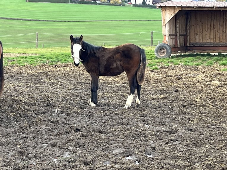 Criollo Wallach 2 Jahre 140 cm Dunkelbrauner in Jengen
