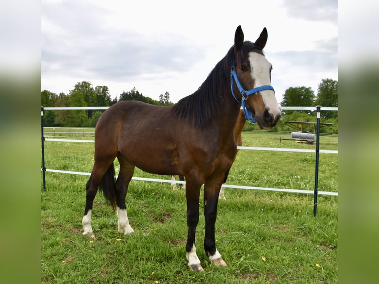 Criollo Wallach 2 Jahre 140 cm Dunkelbrauner in Jengen