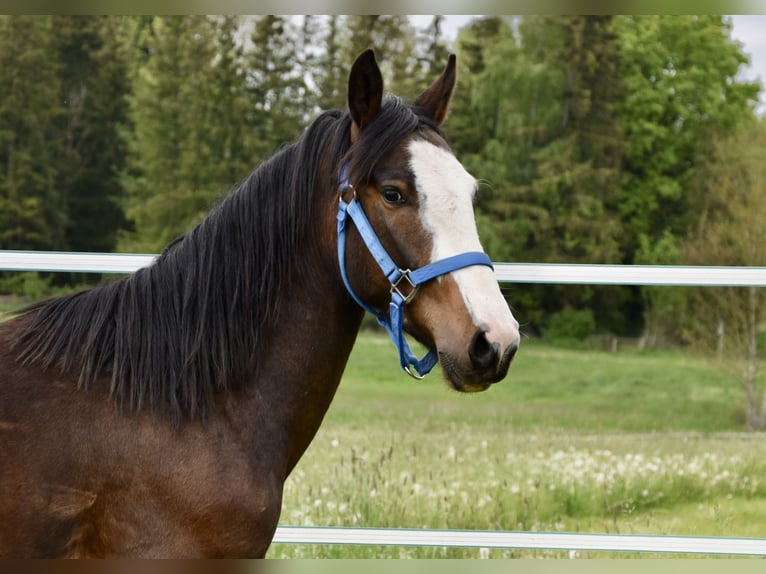 Criollo Wallach 2 Jahre 140 cm Dunkelbrauner in Jengen