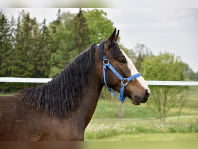 Criollo Wallach 2 Jahre 140 cm Dunkelbrauner in Jengen