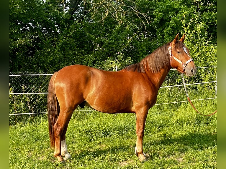 Criollo Wallach 2 Jahre 142 cm Dunkelfuchs in Erfurt