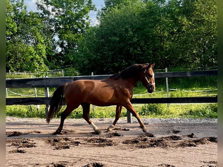 Criollo Wallach 2 Jahre 142 cm Dunkelfuchs in Erfurt