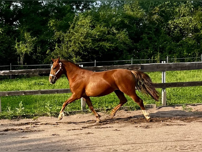 Criollo Wallach 2 Jahre 142 cm Dunkelfuchs in Erfurt