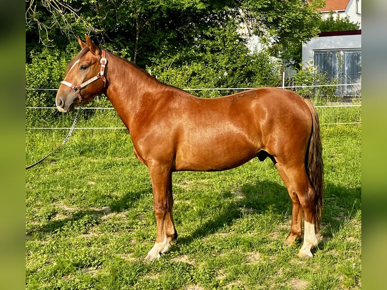 Criollo Wallach 2 Jahre 142 cm Dunkelfuchs in Erfurt