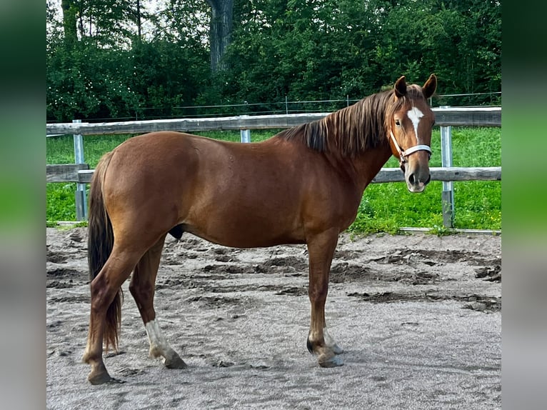 Criollo Wallach 2 Jahre 142 cm Dunkelfuchs in Erfurt