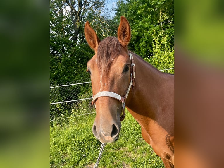 Criollo Wallach 2 Jahre 142 cm Dunkelfuchs in Erfurt