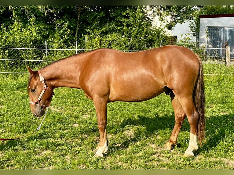 Criollo Wallach 2 Jahre 142 cm Dunkelfuchs in Erfurt