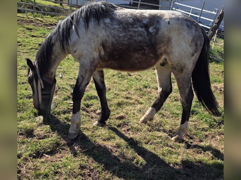Criollo Wallach 2 Jahre 148 cm Roan-Bay in Sommerkahl