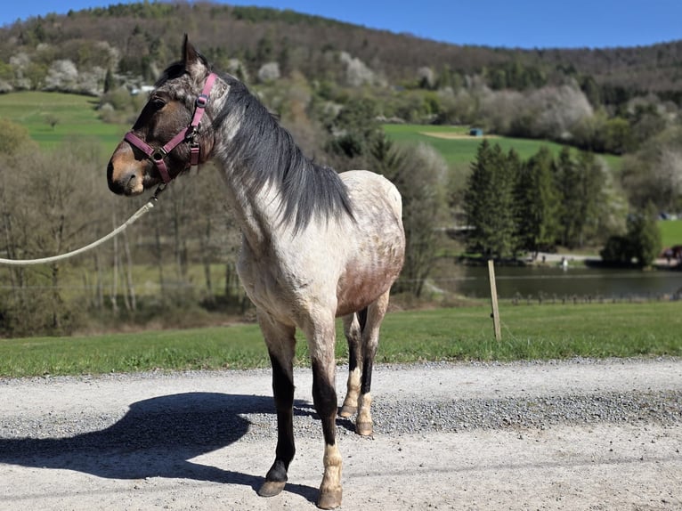 Criollo Wallach 2 Jahre 148 cm Roan-Bay in Sommerkahl