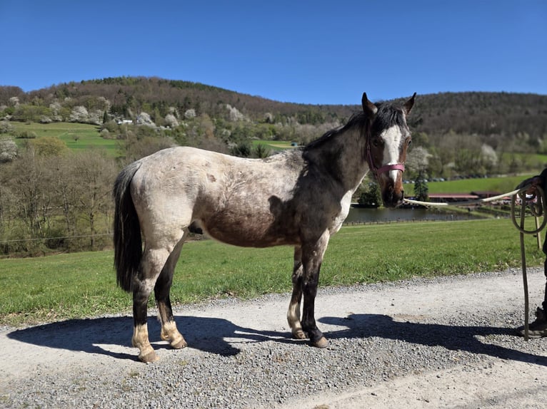 Criollo Wallach 2 Jahre 148 cm Roan-Bay in Sommerkahl