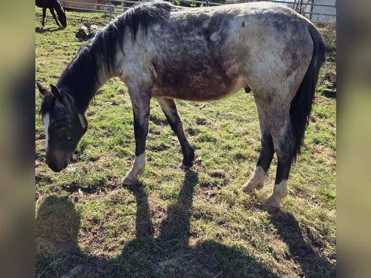 Criollo Wallach 2 Jahre 148 cm Roan-Bay in Sommerkahl