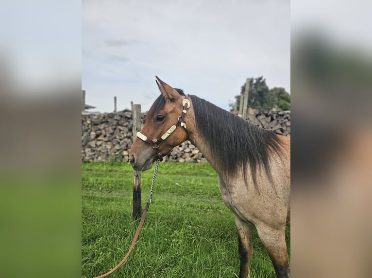 Criollo Wallach 3 Jahre 141 cm Roan-Red in Kressbronn am Bodensee