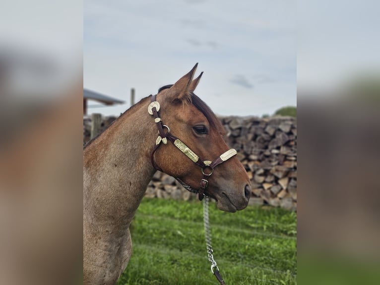 Criollo Wallach 3 Jahre 141 cm Roan-Red in Kressbronn am Bodensee