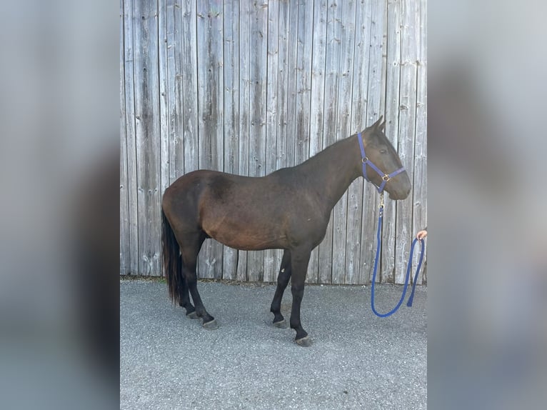 Criollo Wallach 3 Jahre 144 cm in Neukirchen an der Enknach