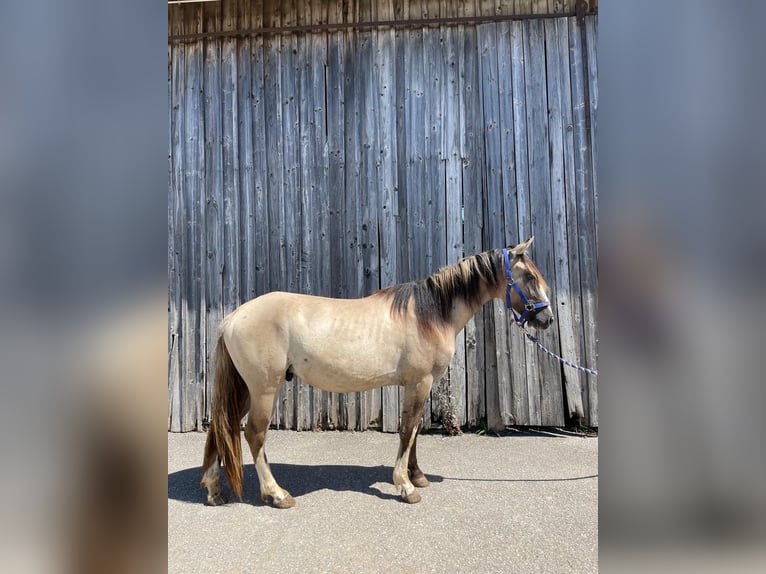 Criollo Wallach 3 Jahre 144 cm Grullo in Neukirchen an der Enknach
