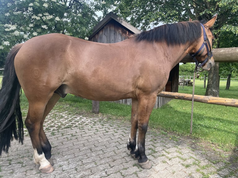 Criollo Wallach 4 Jahre 147 cm in Allersberg