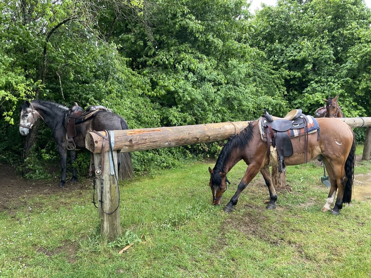 Criollo Wallach 4 Jahre 147 cm in Allersberg