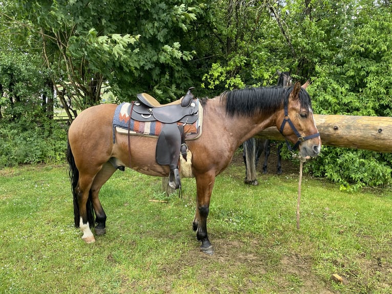 Criollo Wallach 4 Jahre 147 cm in Allersberg
