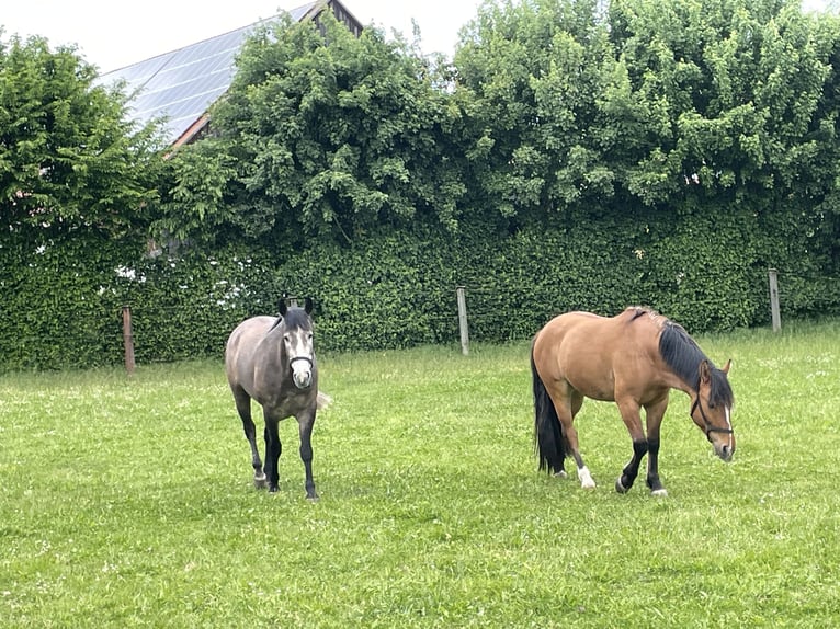 Criollo Wallach 4 Jahre 147 cm in Allersberg