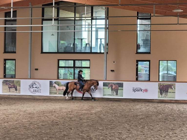 Criollo Wallach 4 Jahre 147 cm in Allersberg