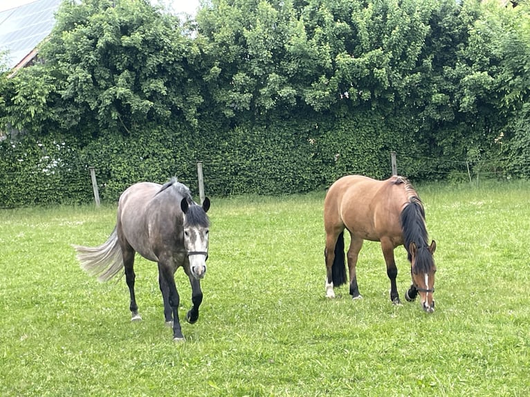 Criollo Wallach 4 Jahre 147 cm in Allersberg