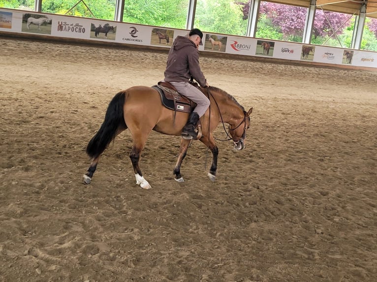 Criollo Wallach 4 Jahre 147 cm in Allersberg