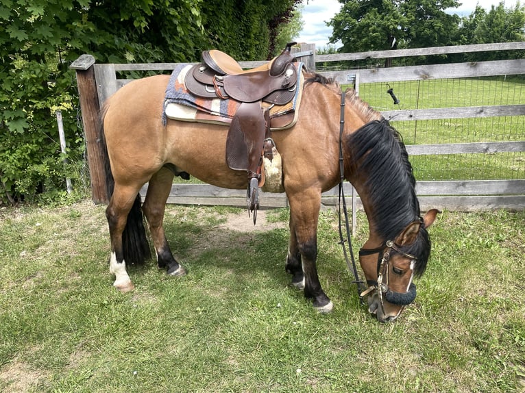 Criollo Wallach 4 Jahre 147 cm in Allersberg
