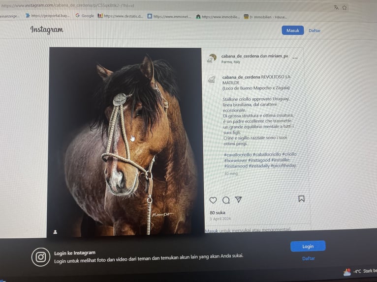 Criollo Wallach 4 Jahre 147 cm in Allersberg