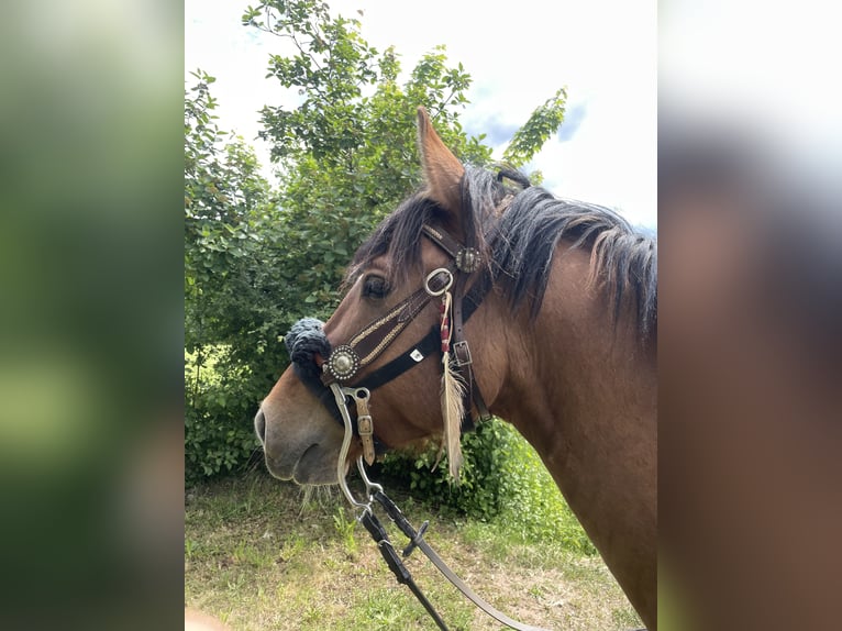 Criollo Wallach 4 Jahre 147 cm in Allersberg