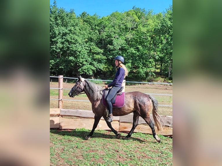 Criollo Mix Wallach 5 Jahre 155 cm Rappschimmel in Hundsbach