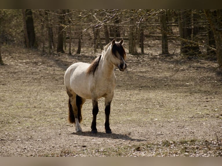 Criollo Wallach 6 Jahre 144 cm Falbe in Hanstedt