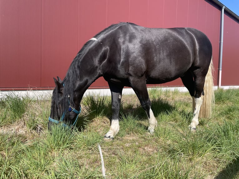 Criollo Wallach 6 Jahre 145 cm Rappe in Mönchengladbach